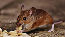 24 Hour & Emergency Exterminators in New Holstein, WI